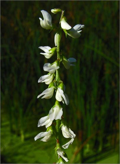 sm 845.jpg - White Sweet Clover (Melilotus albus): A native of Eurasia which has a strong sweet odor.